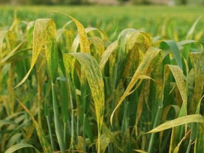 YELLOW RUST DISEASE